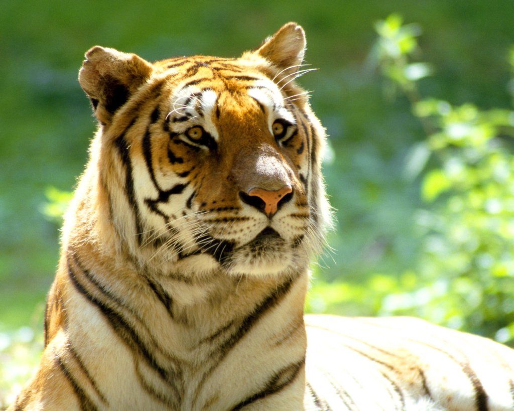 tigre